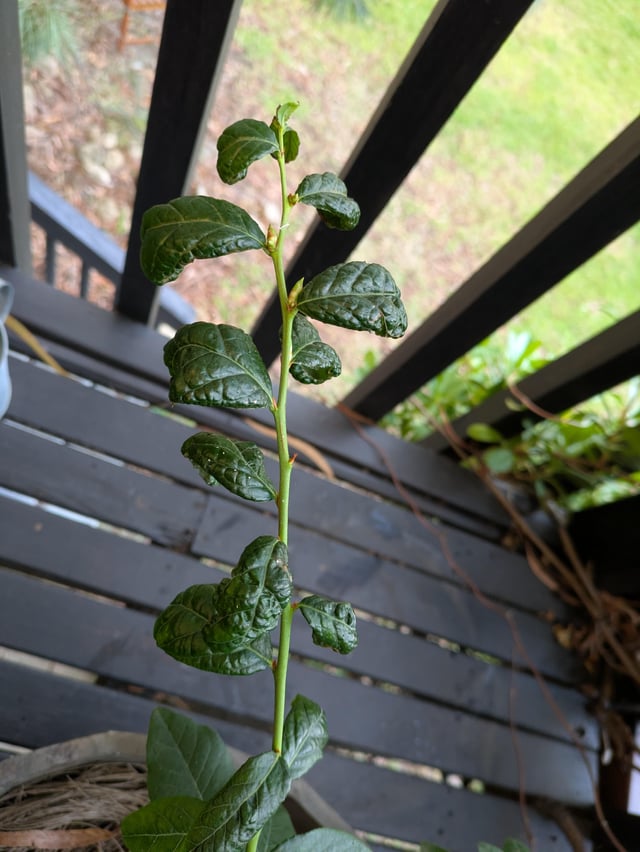 anyone know what's up with my blueberry