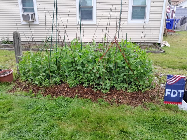 some say christmas is the most wonderful time of the year. for me, it's when the snap peas start blooming.