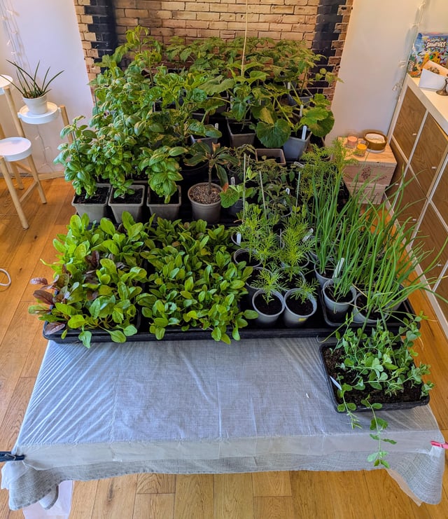 just a few more cold nights then it's all going in the greenhouse and i get the dining table back