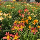 it’s been 9 months since i visited my mom and seeing her garden this big and beautiful really took me by surprise