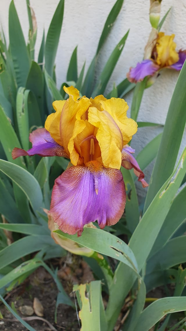 my prettiest iris