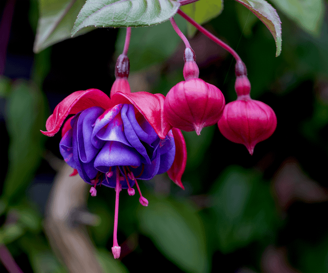 pink and purple fuchsia hybrida