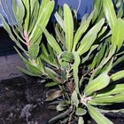 Protea leaves turning black