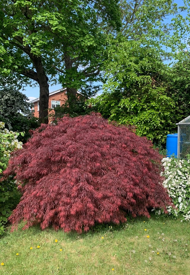 Acer Love 🌱