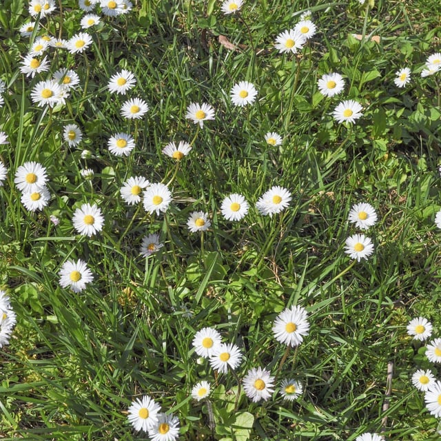 love when these grow in the grass near my garden!