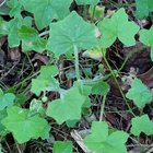 can anyone id this little groundcover/vine? brisbane