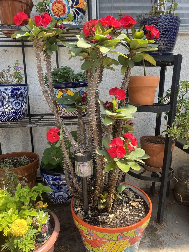 Been very happy with how successful I was with transferring my corona de cristo into a new pot last year – Reddit Post