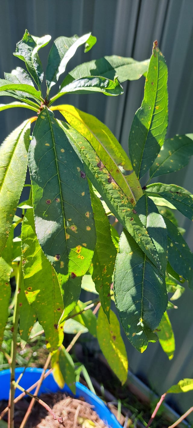 What is wrong with my mangosteen?