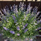catmint