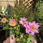 got my first ever dahlias yesterday. they're so pretty! definitely will attempt to grow some from tubers next year now i have more window space.