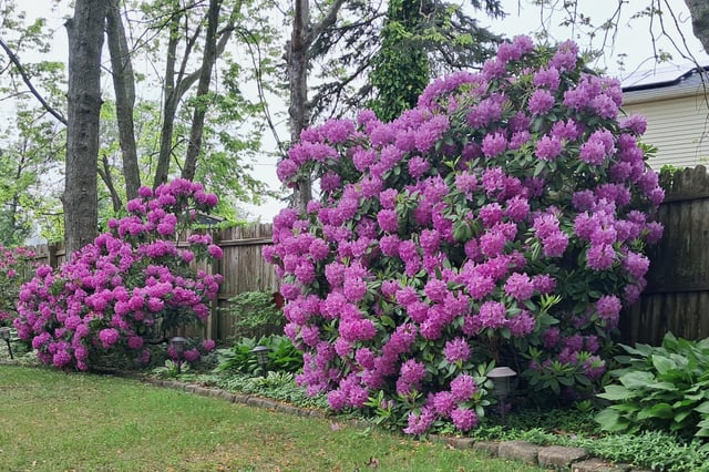 a couple of my rhododendrons in bloom