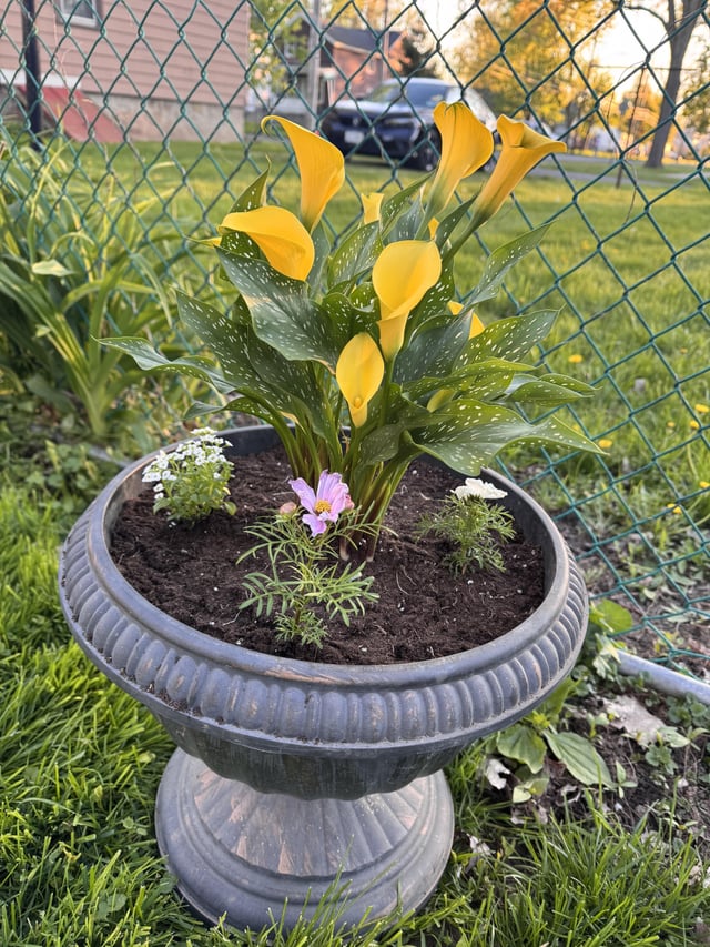 new here & love seeing all the gardens/flowers! 🤩