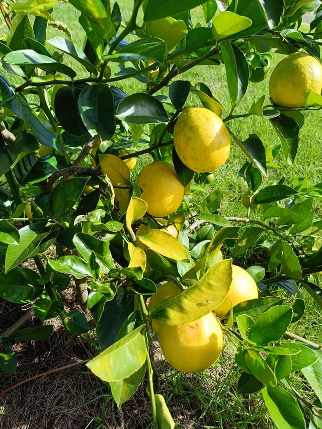 yellowing leaves on lemon tree