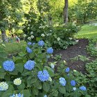 first time fertilizing my hydrangeas.
