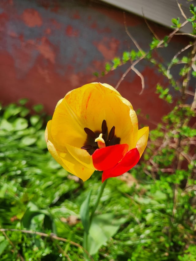 a weird tulip appeared!