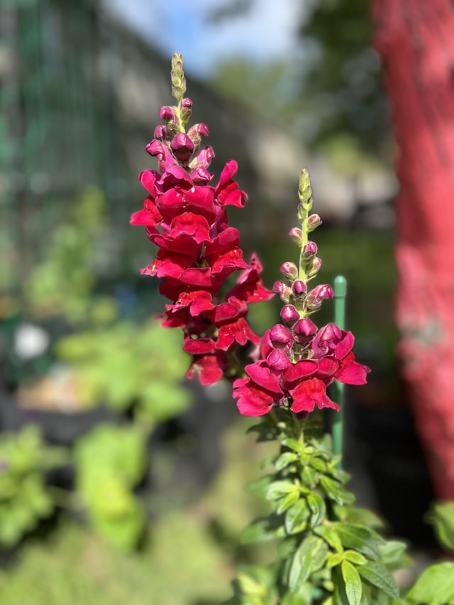 tried my hand at growing flowers this year. finally, the fruits of my labor! 🥲