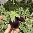 got a grower not a shower