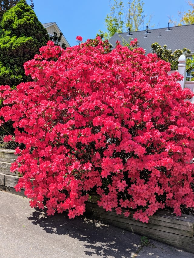 my favorite azalea, nina