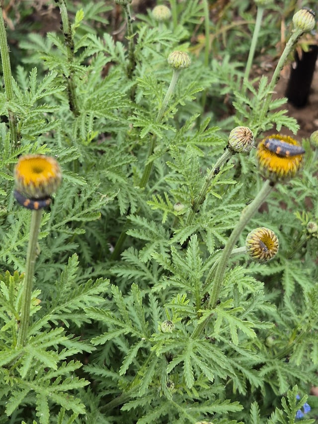 ladybird larvae all over this plant