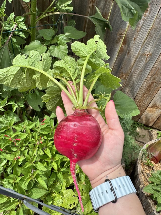 i don’t know how i missed this radish!
