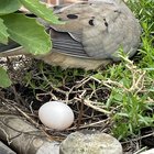 a new settler in my garden