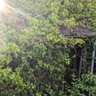 hidden shed at the bottom of my garden. what treasure will i find?