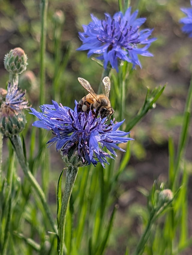 wildflower patch