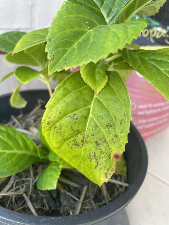 whats happening to my hydrangea?
