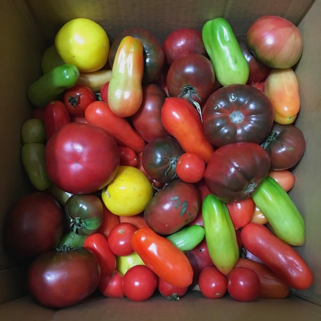 so you know it was a long, abundant tomato season when your vegan neighbor hands you this box of gorgeousness and says she "wants no part of them."