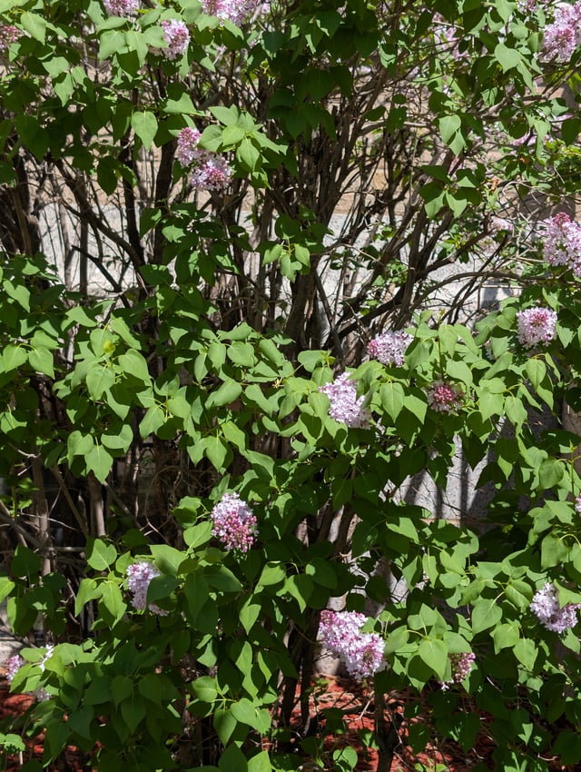 what type of plant is this?