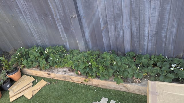 how to protect strawberries from woodlouse?