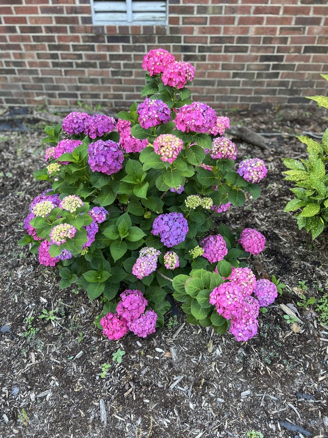 beautiful hydrangea