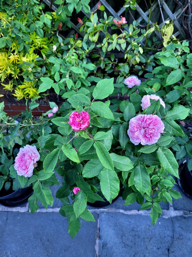 first time gardener
