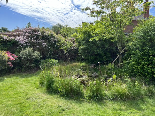 my favourite little corner of the garden where i let things go a bit wild.