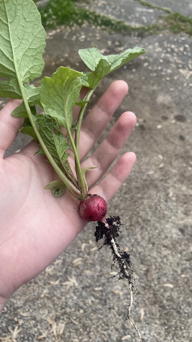my first ever harvest