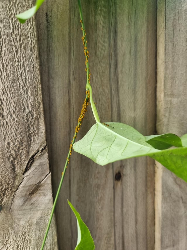 what bugs are these?