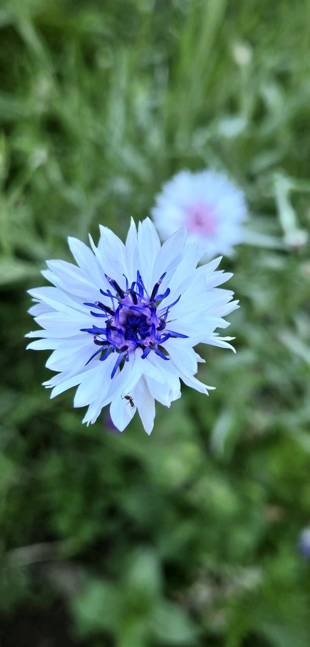 one of the unique colored cornflowers in my yard