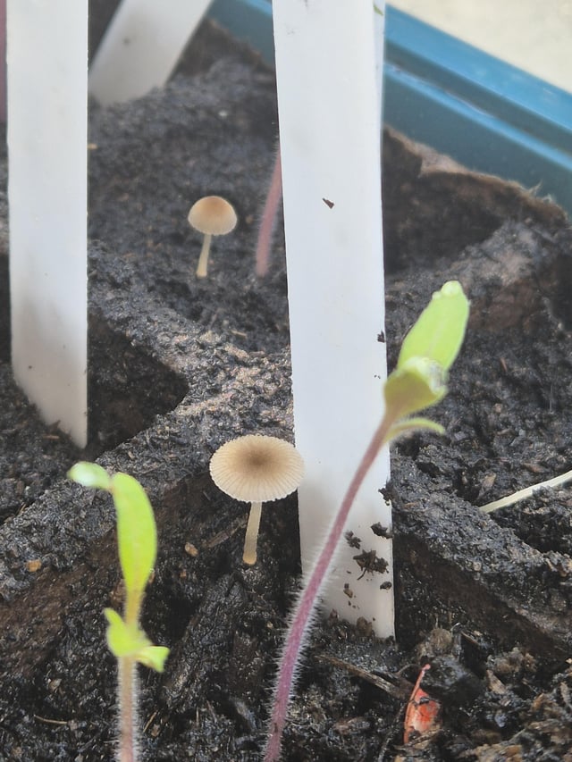 weird growth