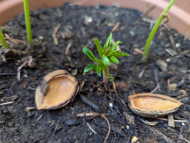 my baby almond tree. it's 2 weeks old, very proud of it🌱
