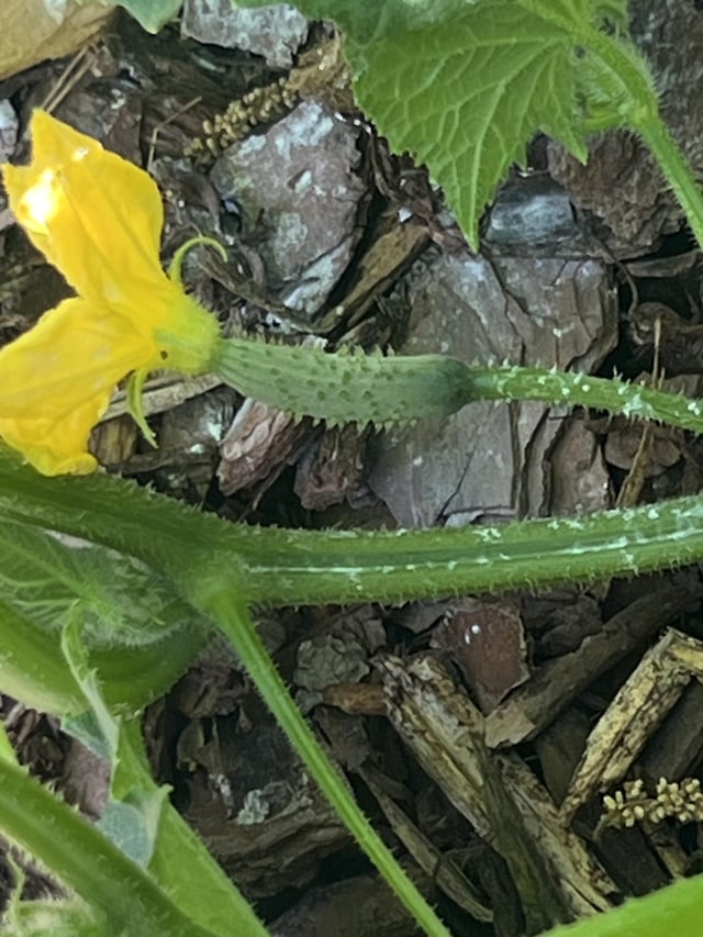 this little cucumber