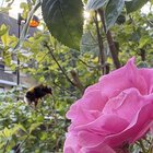 bumblebee mid flight!