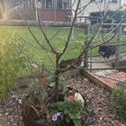 peach tree pruning advice