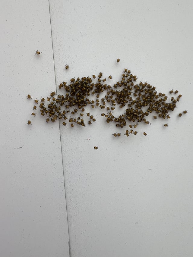 is it weird that i want to move these guys to my garden?