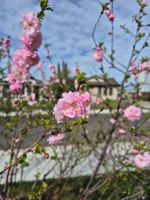 in my friends yard