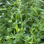 trying to identify this weed that is aggressively taking over our garden.