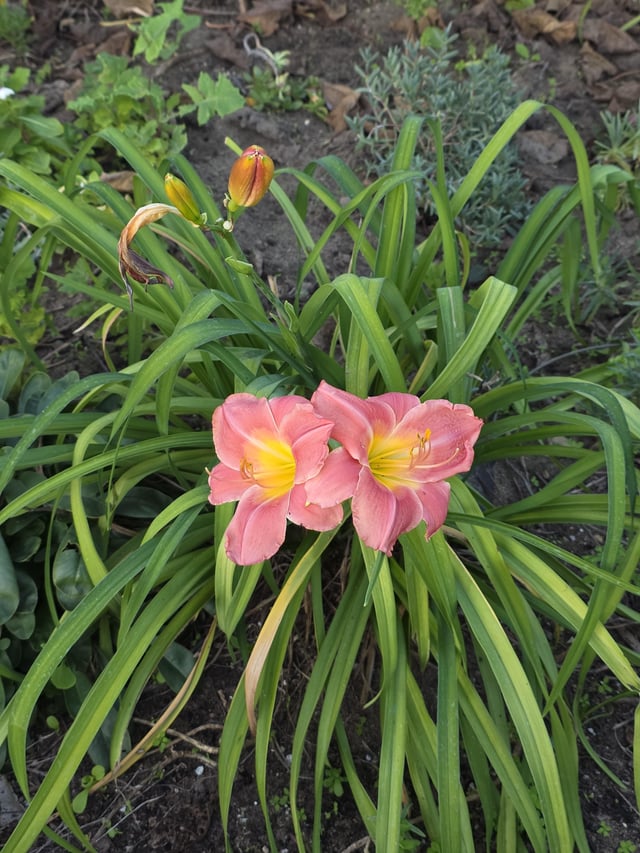 what is this flower called??