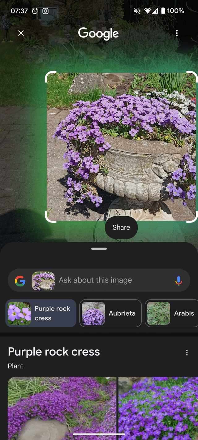 if you need a plant id, google lens will tell you instantly.