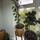 Help needed: Lemon Tree