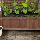 did i plant out 🥒 too early? i now really hate the scottish weather!