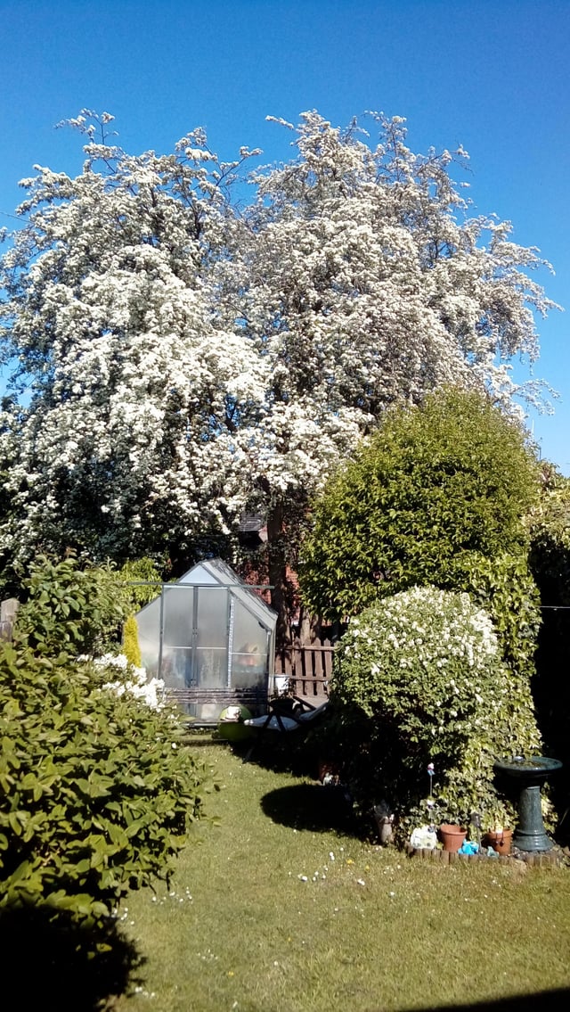 Hawthorrn tree bottom of my garden.